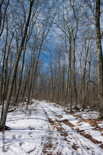 Snowy path threw the woods in PA