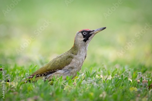 Colorful Woodpecker Eurasian Green Woodpecker