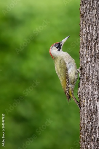 Colorful Woodpecker Eurasian Green Woodpecker