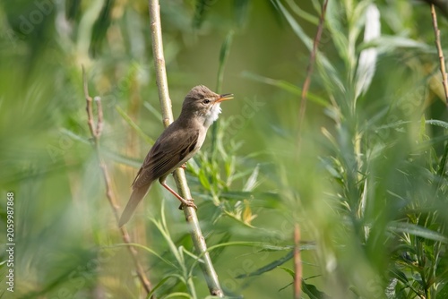 Marsh Warbler Singing Songbird in Tree 