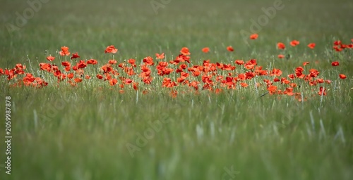 Poppy Poppies in a field Red Flowers Bloom