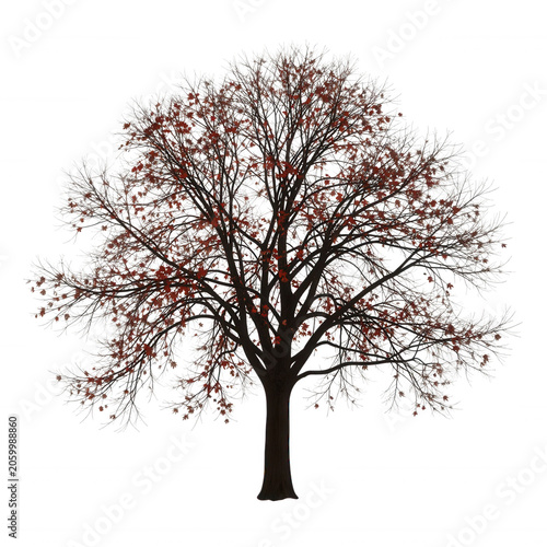 Winter Tree with Red Berries Transparent Background