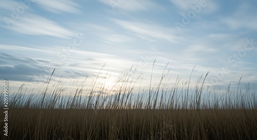 Serene Sunset Over Tall Grass Field, Cloudy Sky