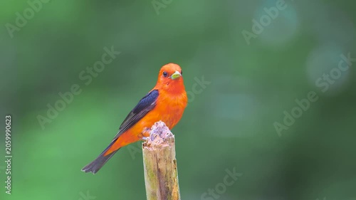 This brightly colored bird is a Scarlet Tanager. This Orange and black bird was found in our garden here in Windsor, in Upstate NY this Spring.