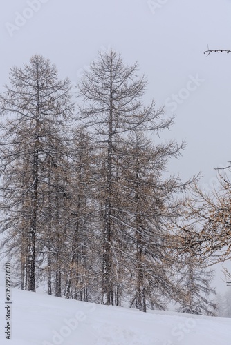 Snowy larch trees in winter landscape