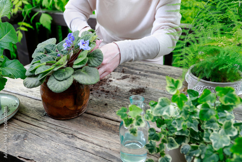 A woman carefully repotting a blooming African violet into a ceramic planter. Step by step, tutorial.