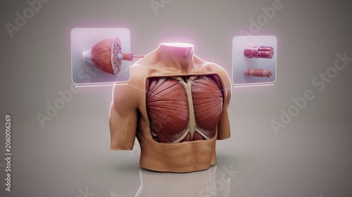 Foto Conceptual 3D illustration of pectoral muscle anatomy