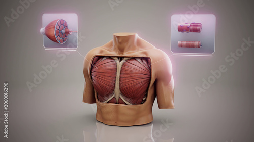 Schilderij op canvas Conceptual 3D illustration of pectoral muscle anatomy