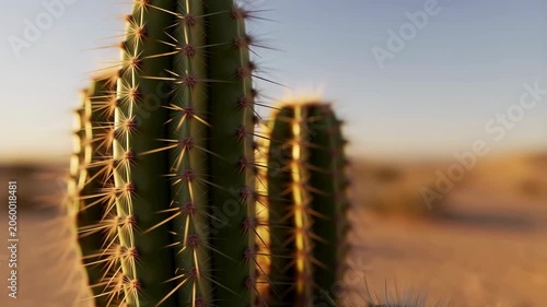 Close-up of tall cacti in a desert landscape during golden hour. Symbolizes resilience and beauty in arid environments