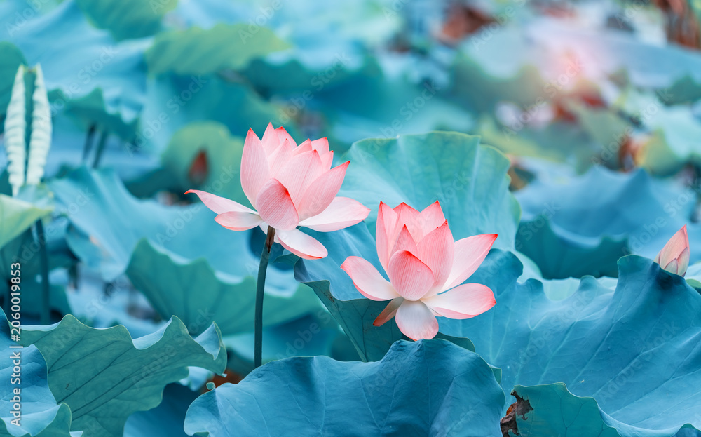 Fototapeta premium Lotus flower plants in garden pond