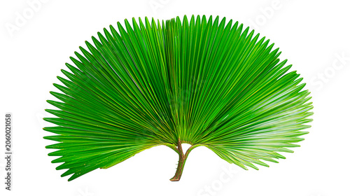 A single round fan palm leaf isolated on a pure white background.
