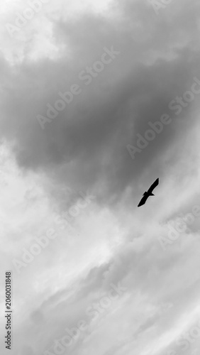 Photography birds in the sky