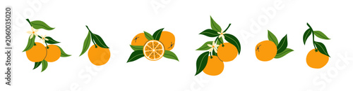 Orange citrus fruits with green leaves and white blossoms set. Whole oranges and cut slice collection on branches for food packaging, juice label and fresh summer organic design.