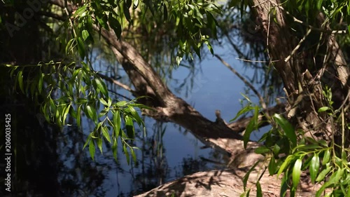 4K Tree Branches with Green Leaves Overhang Dark Water Reflections Sunlight Dappled Shadows Calm Nature Forest Landscape