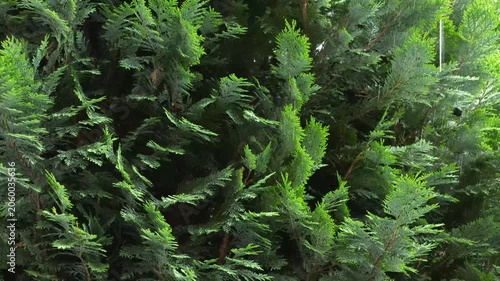 4K Evergreen Branches Swaying Gentle Breeze Close Up Dense Green Foliage Natural Motion Lush Textures