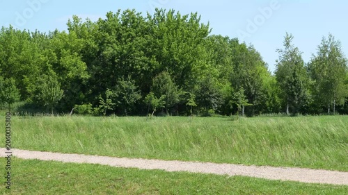 Sunny Dirt Path Through Green Grass and Trees Gentle Breeze Sways Foliage Natural Outdoor Recreation Scene 4K Footage Video