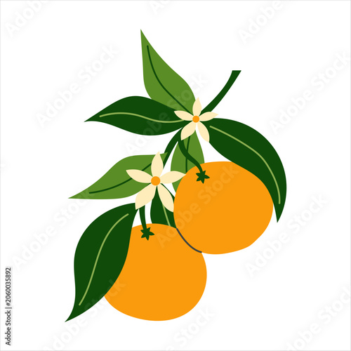Two orange citrus fruits on branch with green leaves and white blossoms. Ripe whole tangerines group on tree twig for fresh organic juice label, natural food packaging and summer cosmetic design.
