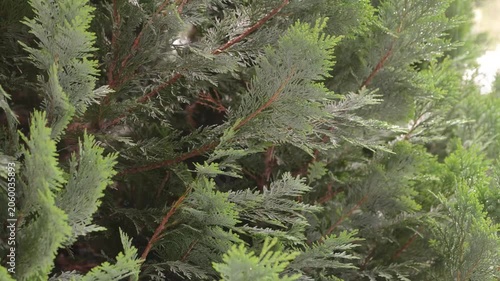 4K Green Conifer Branches Dense Needles Evergreen Tree Foliage Natural Outdoor Detail Texture Background