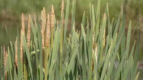4K Cattails Swaying in Breeze Fuzzy Seed Heads Green Leaves Blurred Marsh Background Natural Motion