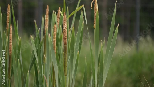 4K Marsh Cattails Swaying in Gentle Breeze Green Stalks and Fuzzy Seed Heads Natural Daylight Peaceful Nature Background Loopable