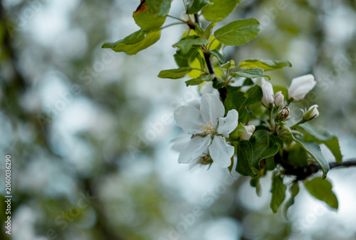 Flower on an apple tree branch, selective focus.