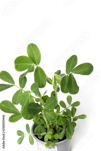 Obraz na płótnie Peanut seedlings in pots