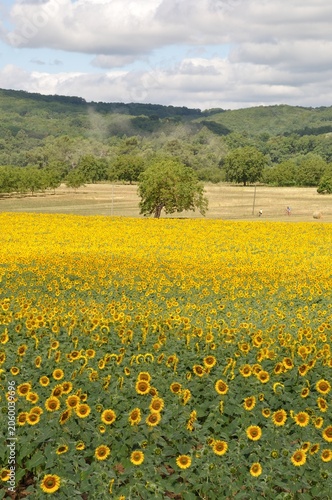 Obraz na płótnie sun flower field