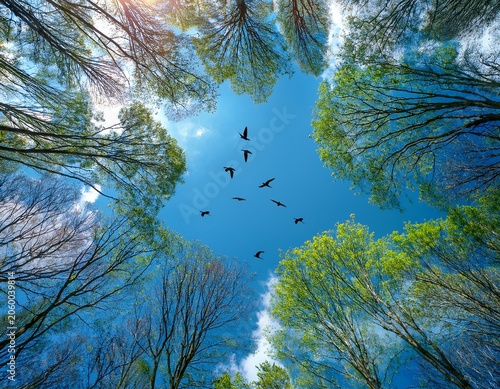 view from below birds flying in blue sky above opening in treetops