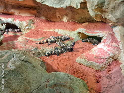 Venomous Gila monster lizards (Heloderma suspectum) resting on red sand near artificial caves inside a desert terrarium exhibit.