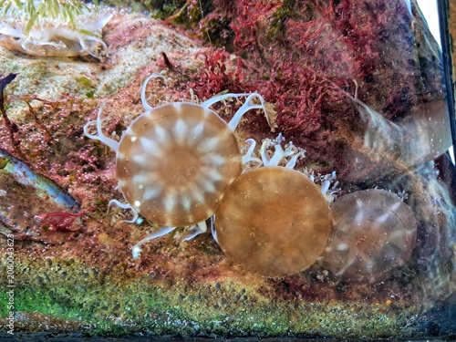Several upside down jellyfish (Cassiopea) resting on the sandy bottom of a saltwater reef aquarium under bright illumination.