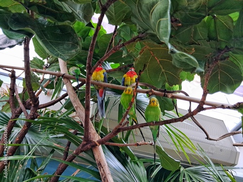 Colorful rainbow lorikeets (Trichoglossus haematodus) and a green budgerigar parrot perched on tropical tree branches.