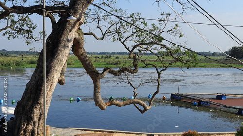 Fotografía The branches of the trees that grow on the edge of the lake shed their leaves in the dry season and have a twisting and twisting shape