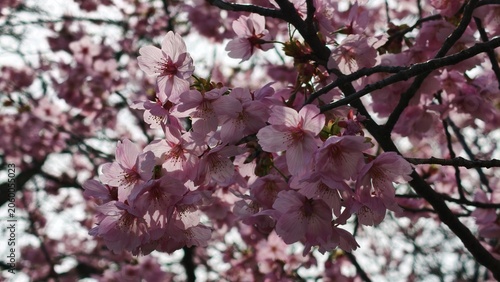 Obraz na płótnie 桜の花