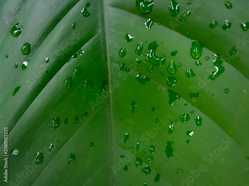 Close up of green leaf texture background of strelitzia nicolai plant with nature and environment concept.