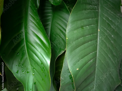 Close up of green leaf texture background of strelitzia nicolai plant with nature and environment concept.