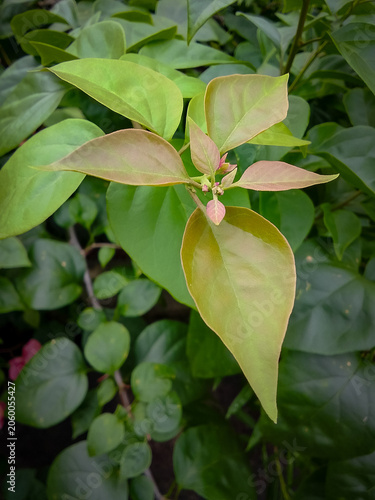 Background of young leaves of a Bougainvillea plant seen from close up