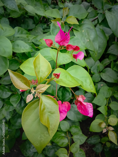 Pink bougainvillea flowers blooming in the garden.