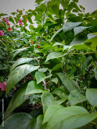 Green foliage background of Bougainvillea plant in the garden