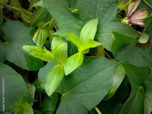 Beautiful green leaves of a zinnia plant in the garden