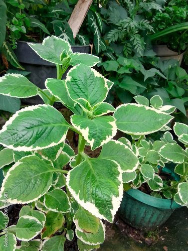 Close up of Coleus aromaticus Benth houseplant in garden with selective focus.