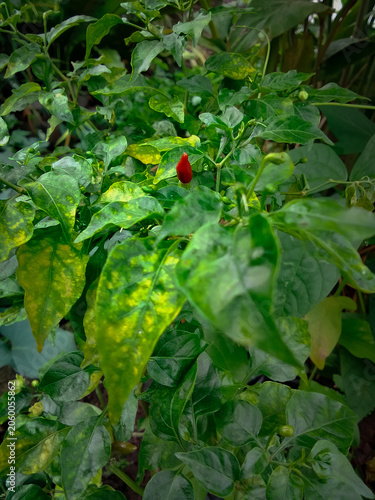 Red chili pepper on the plant with green leaves in the garden.