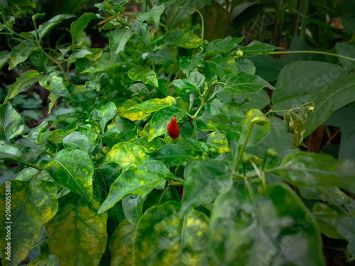 Red chili pepper on the plant with green leaves in the garden.