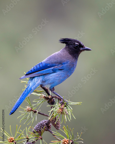 Steller's Jay (Cyanocitta stelleri)