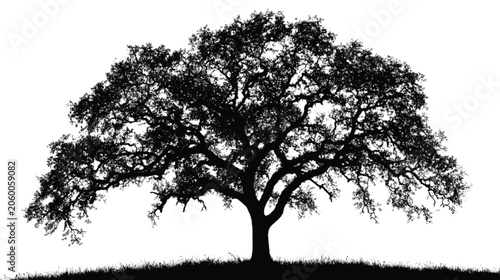 Oak tree silhouette features wide spreading branches and dense leaf patterns that create a striking visual for nature-themed branding or editorial layouts.