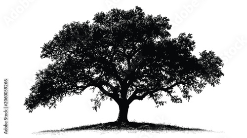 Oak tree silhouette displays a detailed branching structure against a clean white backdrop suitable for environmental projects.