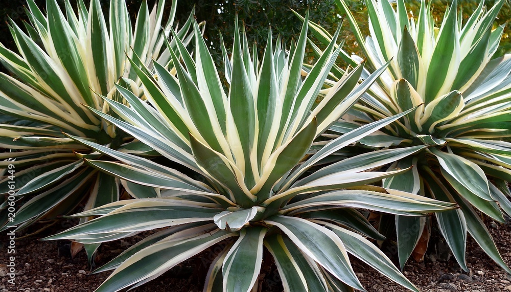 Fototapeta premium Three Agave Plants With Vibrant Green And Cream Colored Leaves