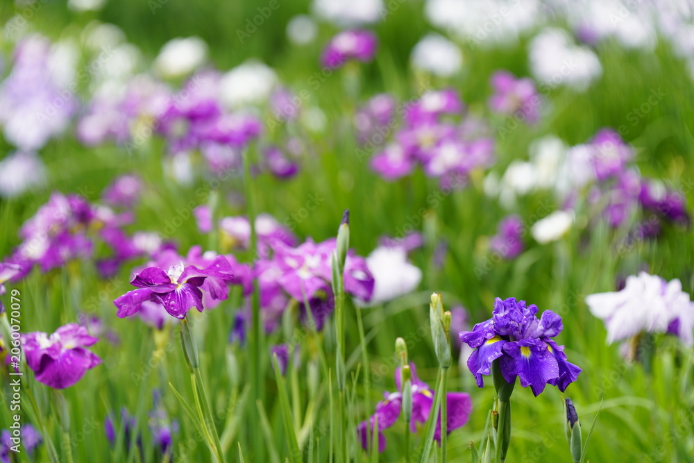 Fototapeta premium 柳生花菖蒲園で花菖蒲の花が咲いています