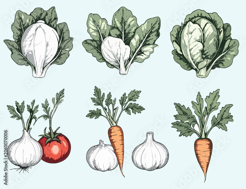 Elegant botanical vegetable vector collection