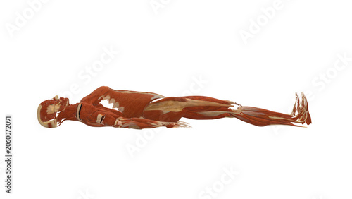 Photography Muscle Profile Supine Active Knee Extension Dorsiflexion Alpha