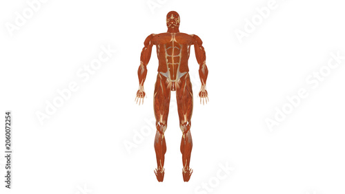 Foto Muscle Top View Supine Active Knee Extension Dorsiflexion Alpha